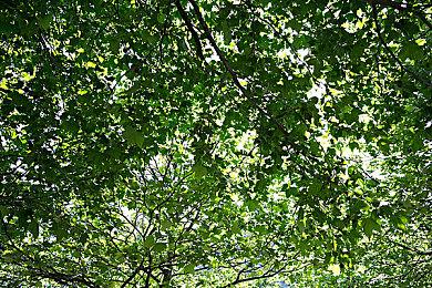 英伟达云游戏GeForce Now限时半价促销 截止8月18日